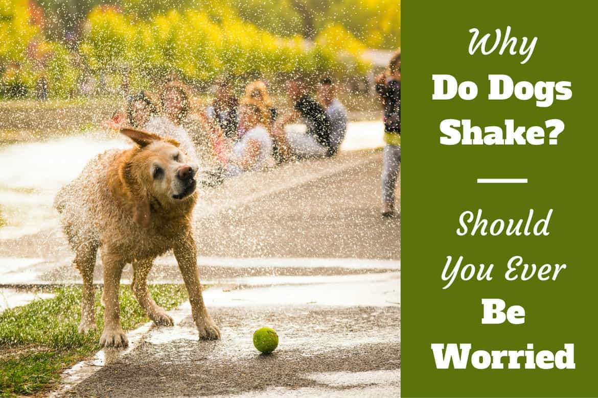 Why do dogs shake written beside a yellow labrador shaking off water