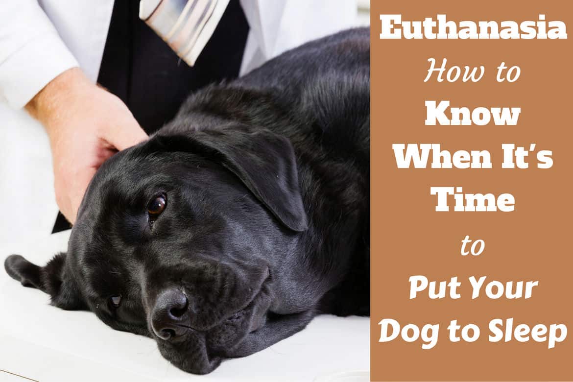 when to put your dog down written beside a peacefully sleeping labrador on a vet's table