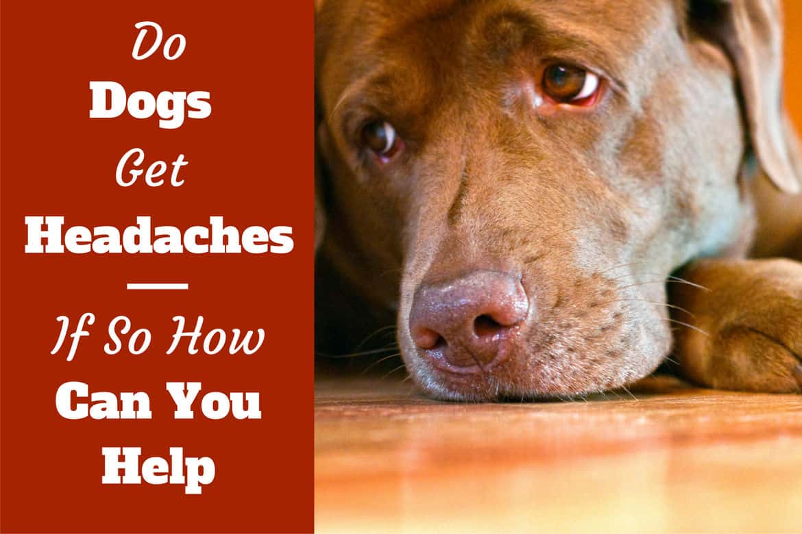 Do dogs get headaches written beside a sad looking choc lab