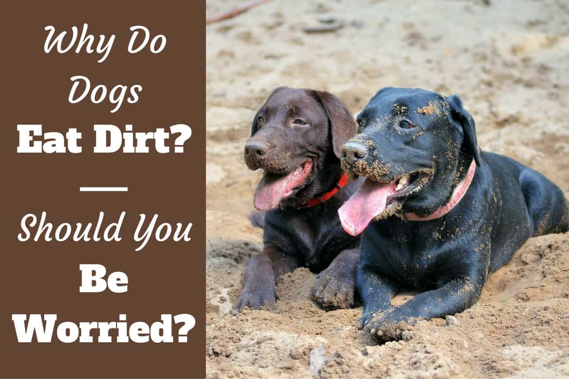 Why do dogs eat dirt written beside 2 labs laying on sand with dirty faces