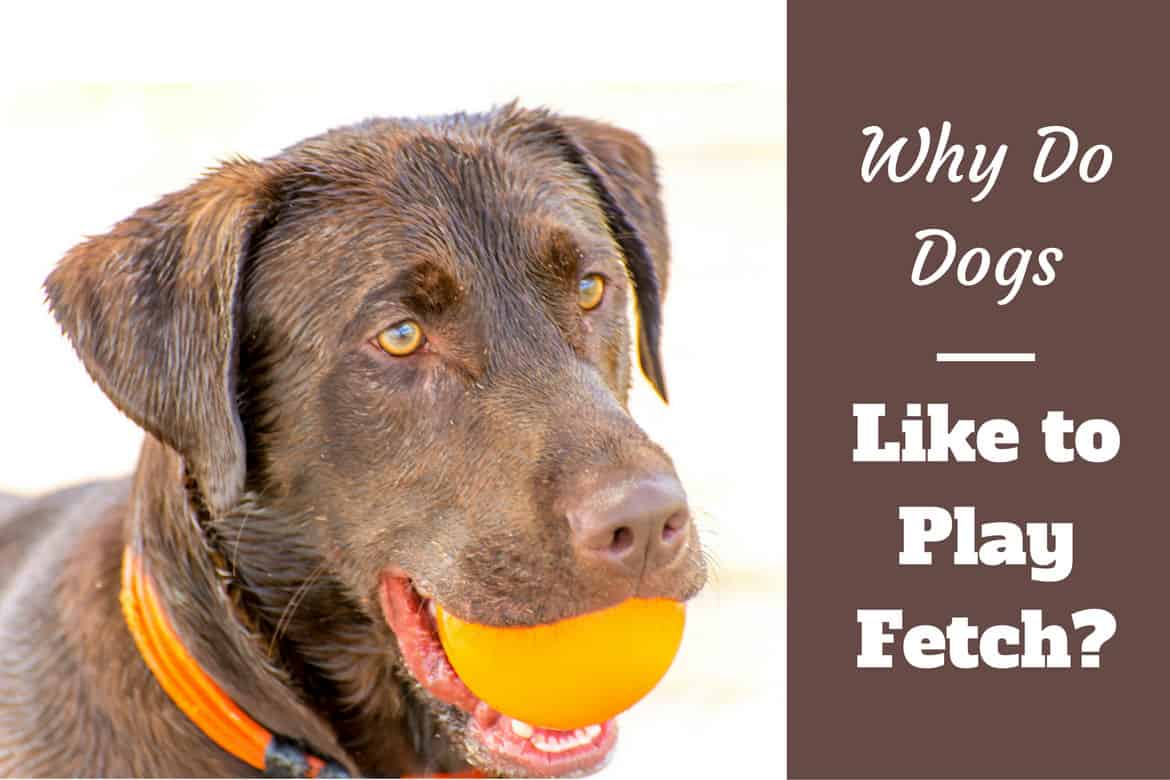 Why do dogs like to play fetch written beside a chocolate labrador holding an orange ball in his mouth