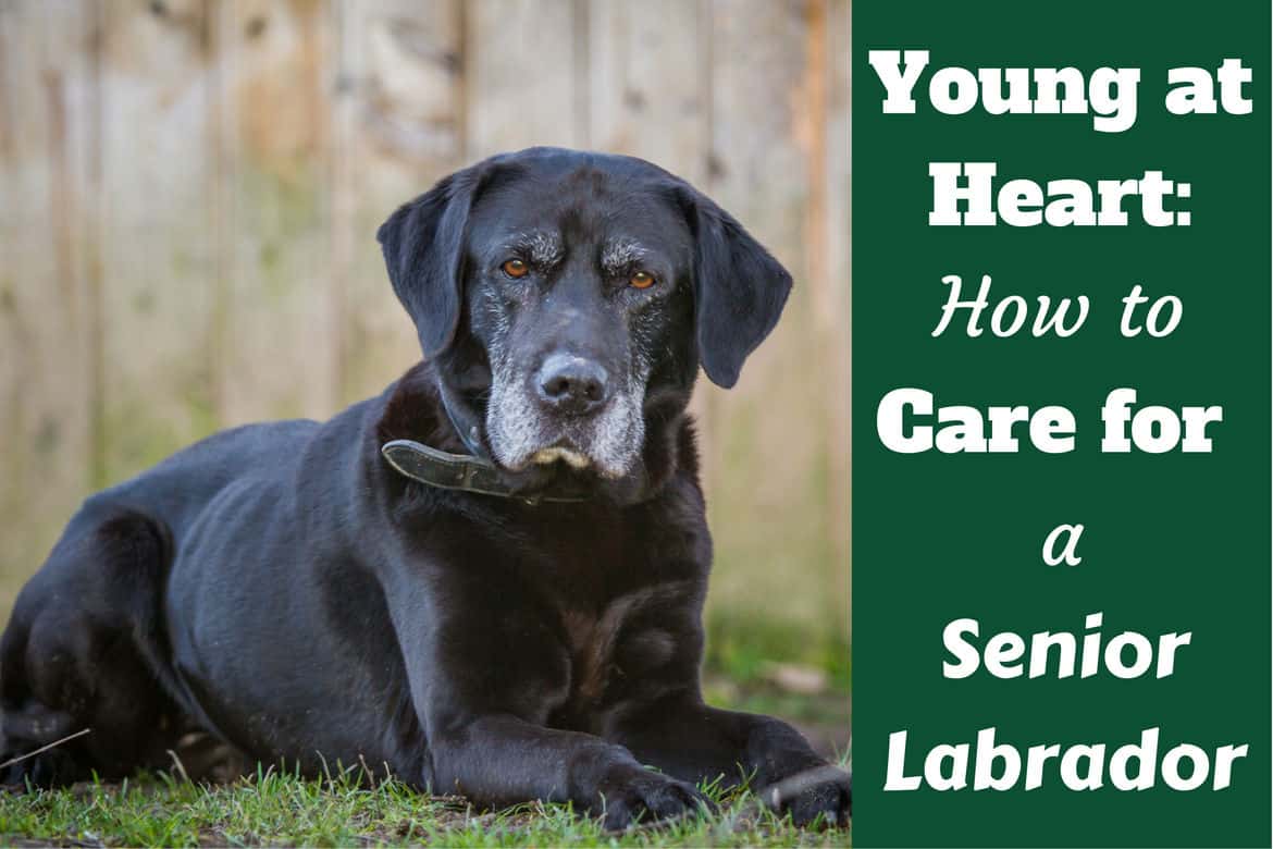 How to care for a senior lab written beside a black lab with grey muzzle laying on grass