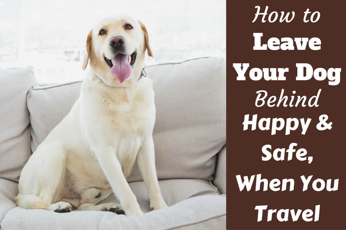 7 Fun Tips to keep your dog from being bored when home alone