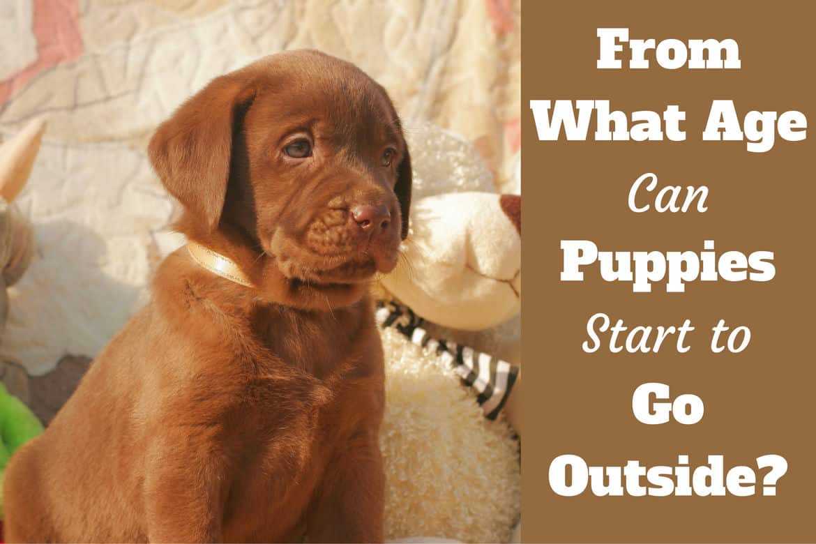 When can puppies go outside written beside a cute choc puppy sitting at home next to a teddy bear