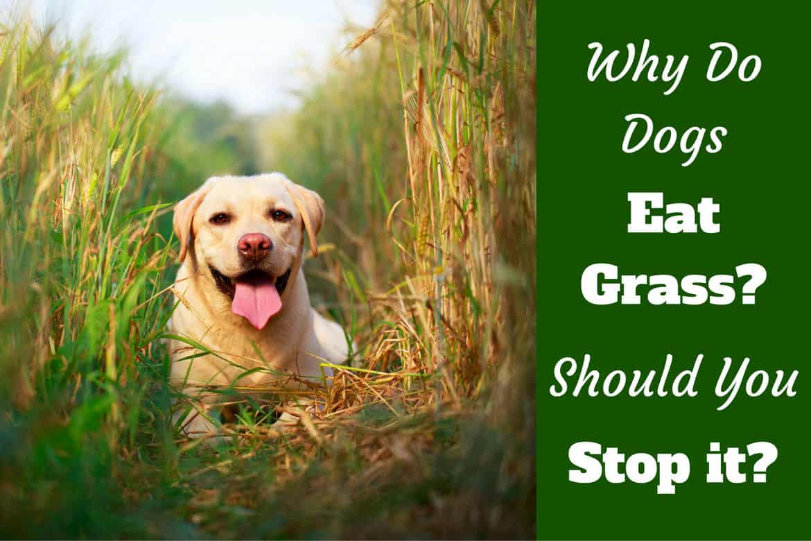 Why do dogs eat grass written beside a yellow lab smiling into camera, sitting in very long grass