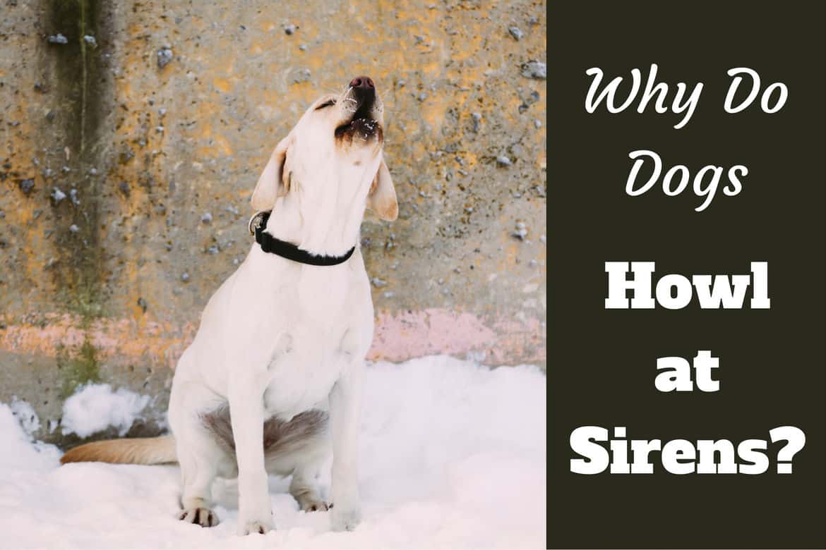 Why do dogs howl at sirens written beside a howling labrador