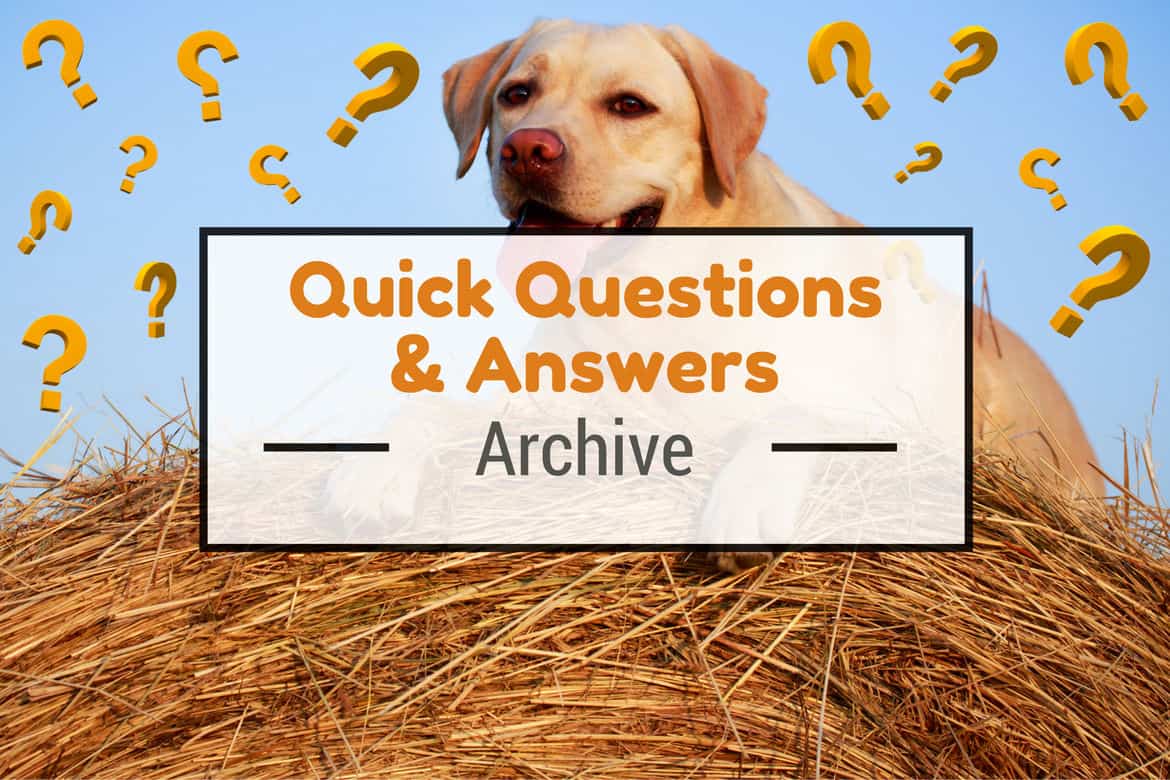 Yellow Labrador sitting atop a hay bale on a sunny day