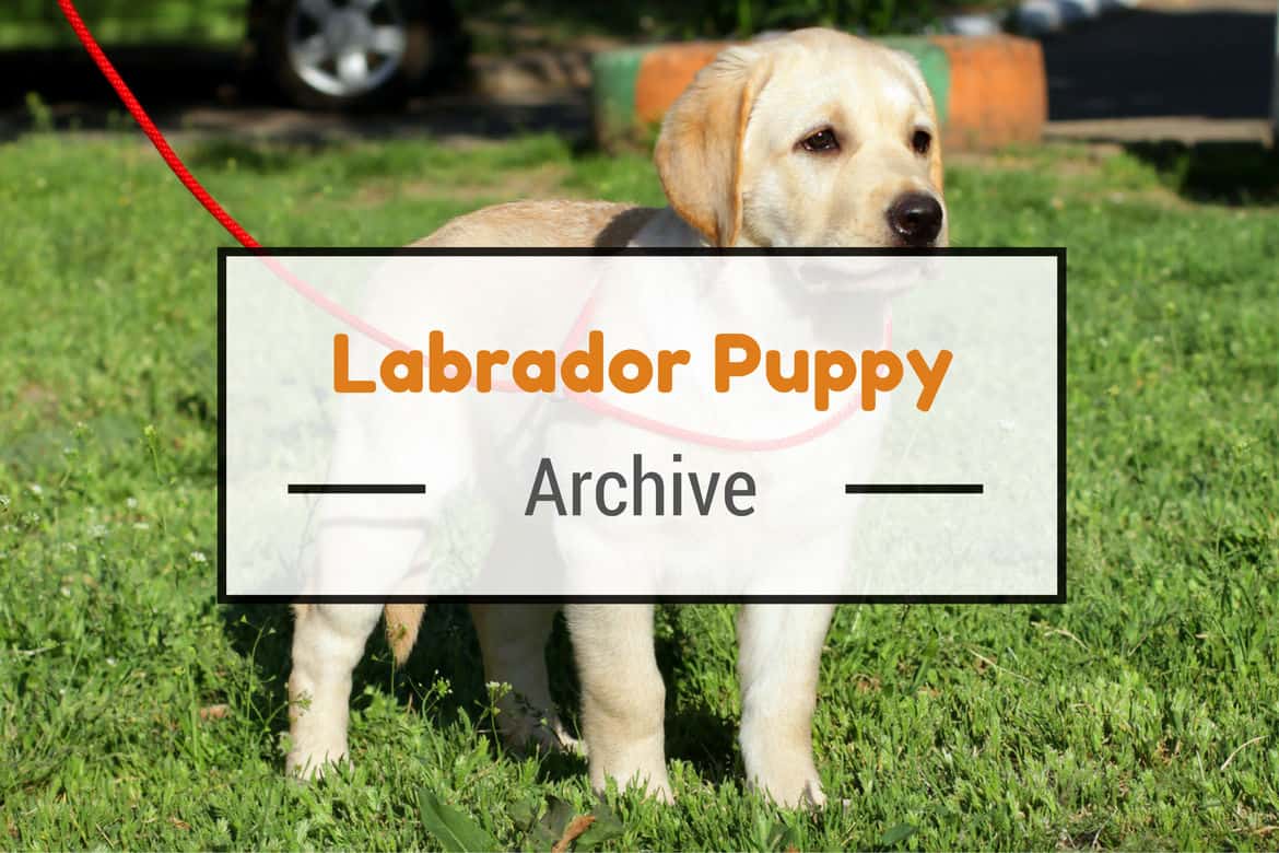 Yellow labrador puppy standing on grass, staring into but past the camera