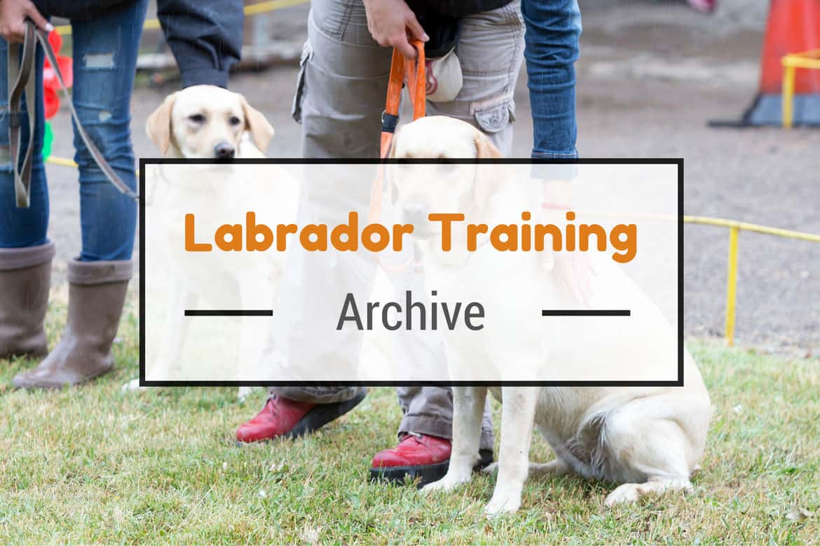 Labrador training articles written across an obedience training class