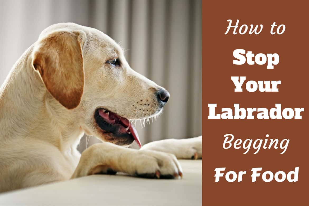 A yellow labrador counter surfing looking for food