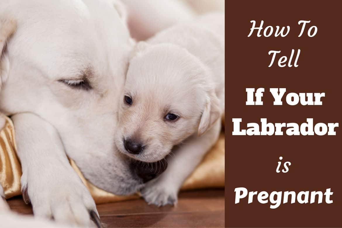 How to tell if your lab is pregnant written beside a labrador mum and pup