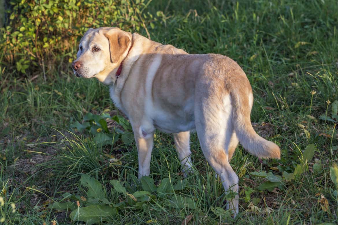 Yellow Labrador looking like it's ignoring being called, walking away on grass