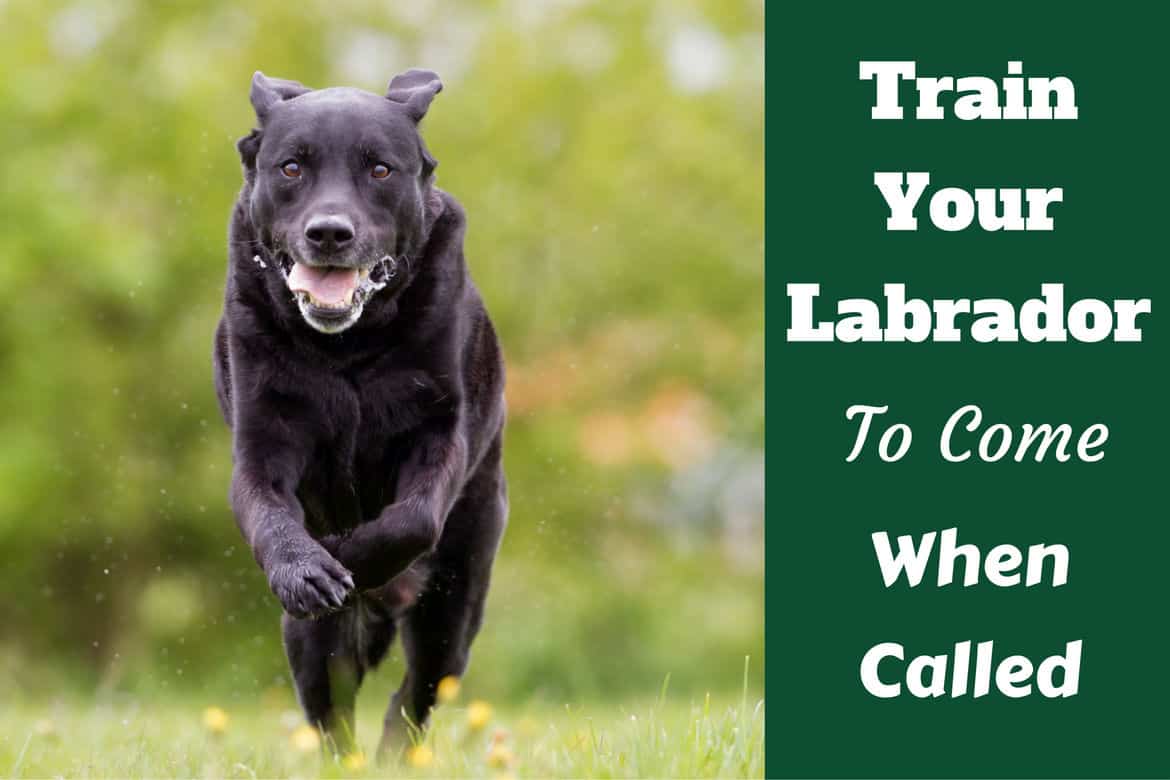 train your labrador to come when called written beside a black lab running to camera