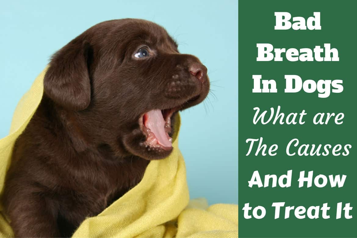 Bad breath in dogs written beside a yawning chocolate labrador