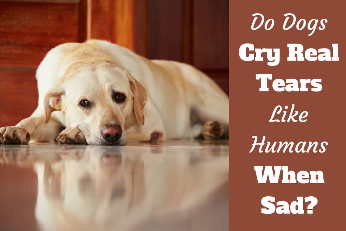 Do dogs cry real tears writtenbeside a sad looking yellow labrador