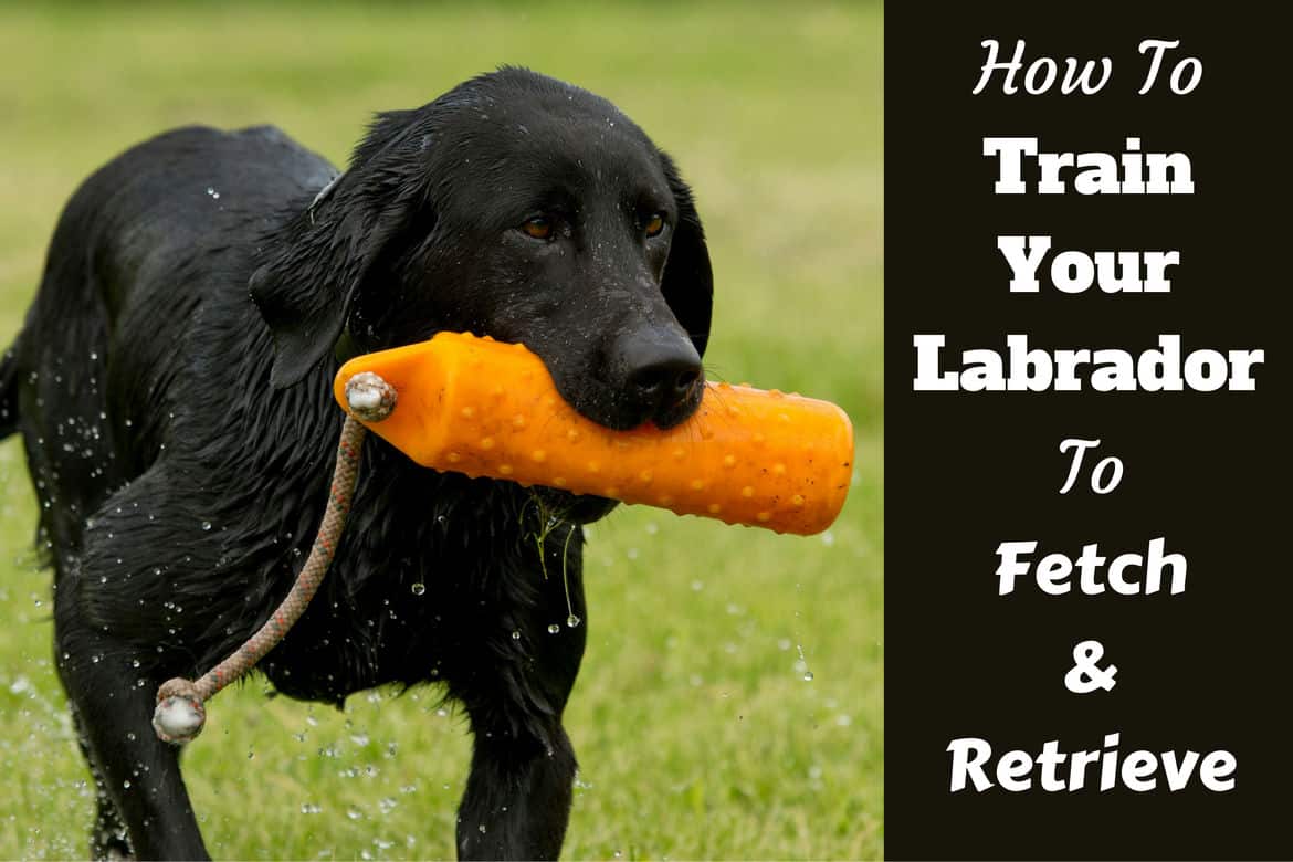 How to train your labrador to fetch written beside a black lab retrieving a dummy from water