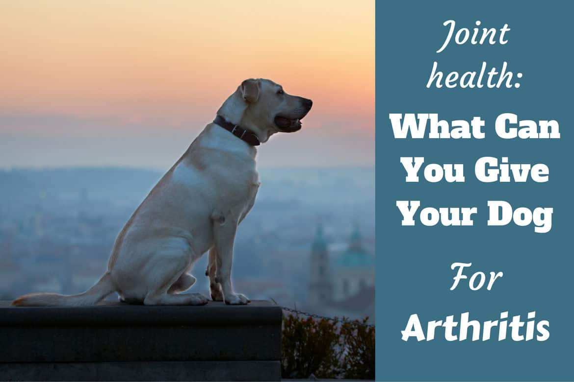 What can I give my dog for arthritis written beside a aide view of a yellow lab sitting at dusk