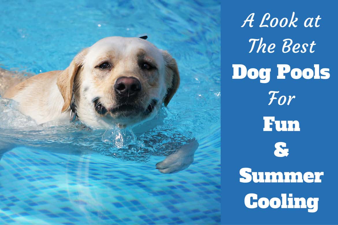 A look at the best dog pools written beside a happy yellow lab taking a swim