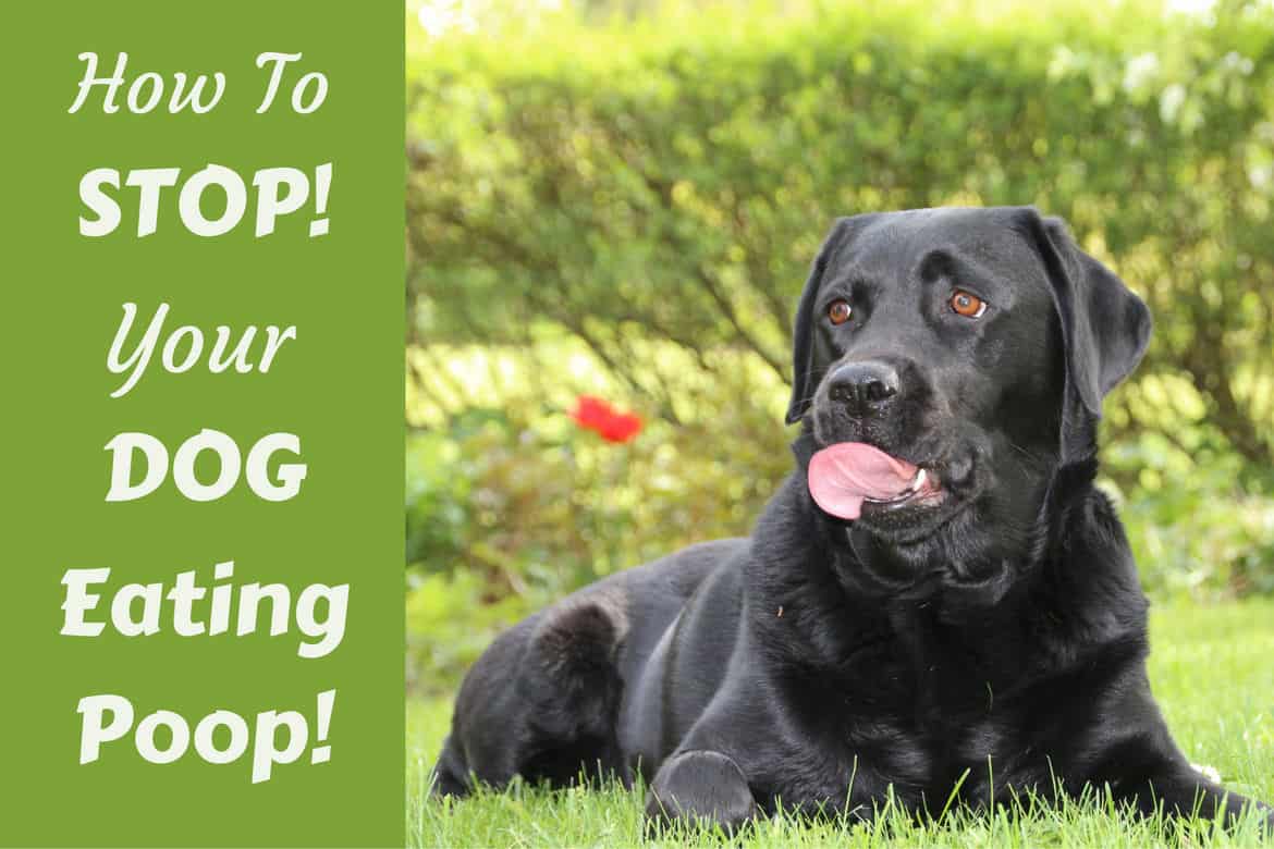 How to Stop a dog from eating poop, written beside a black labrador licking their lips, lying on grass