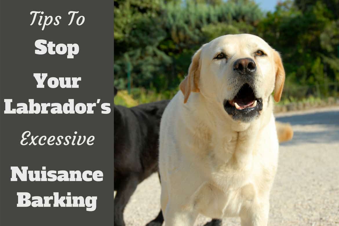 How to Stop labrador barking written beside a yellow labrador barking at camera