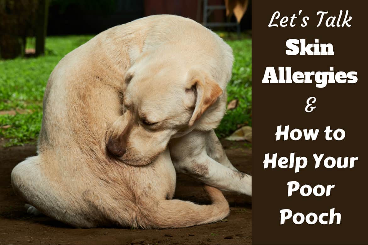 How to help Dog skin allergies written beside a yellow labrador itching