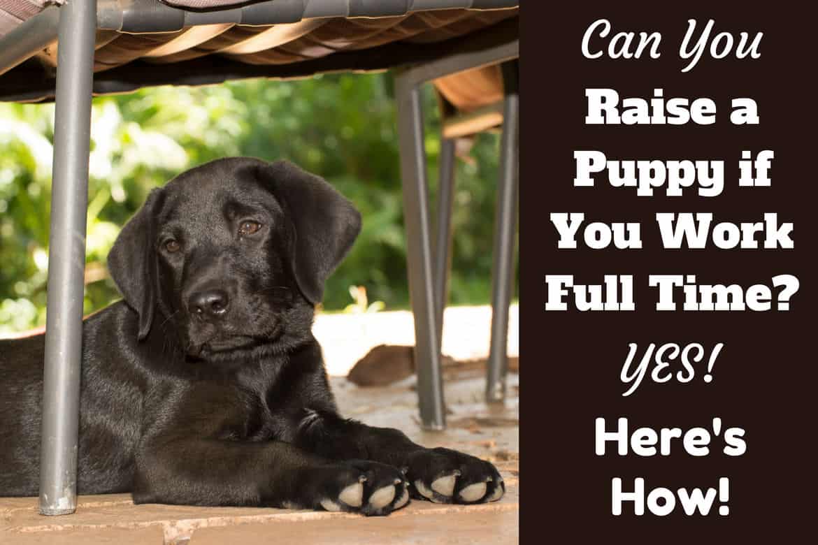 how to raise a puppy if you work full time written beside a black lab puppy sitting under a garden chair