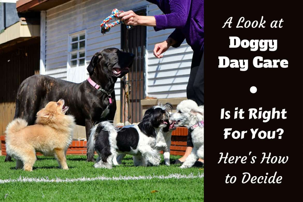 A look at doggy day care written beside a few dogs being treated by a handler at day care