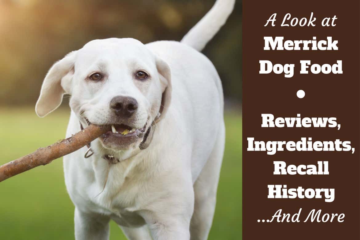 A look at Merrick dog food reviews, ingredients and recall history written beside a yellow labrador carrying a stick