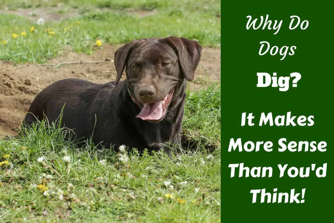 Why do dogs dig written beside a chocolate labrador relaxing in a small dig out he's just finished