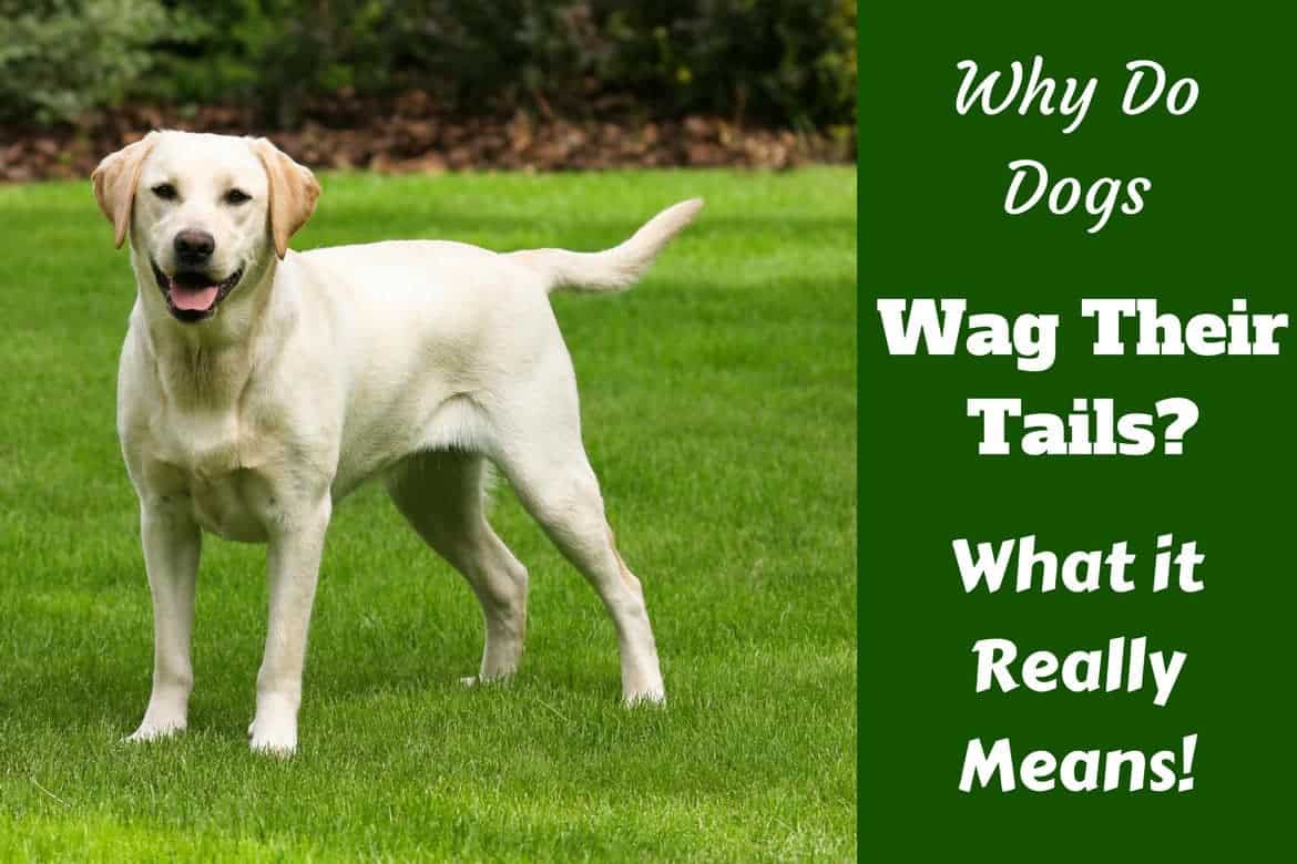 Why do dogs wag their tail written beside a yellow labrador standing on grass