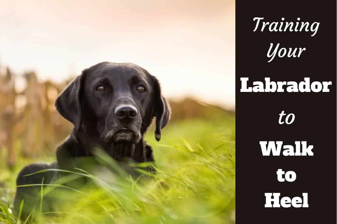 Training your labrador to walk to heel written beside a black lab in long grass staring into camera