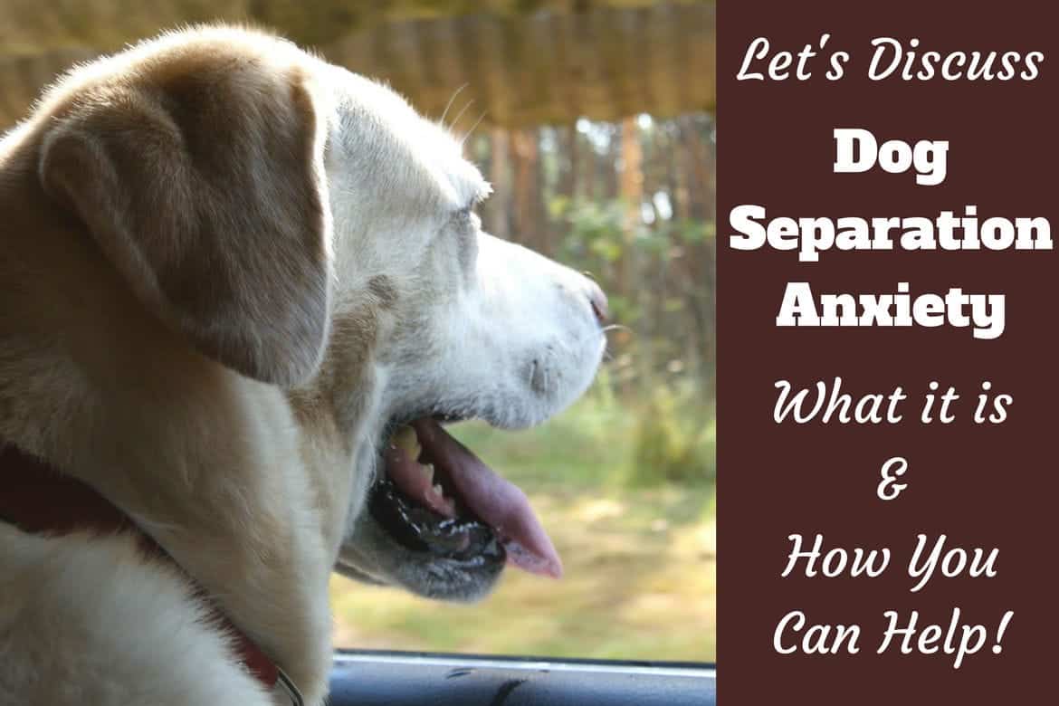 Let's discuss dog separation anxiety written beside a yellow lab staring out of a window