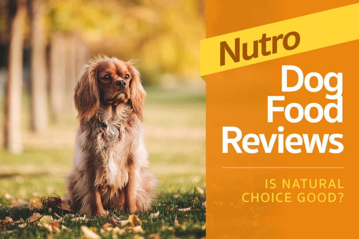 Nutro Dog Food Review — Is Natural Choice Good? (2020 Ratings)