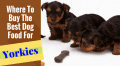 best dog food for yorkies