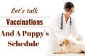 Vaccination schedule - A vet in white coat giving a lab puppy a shot