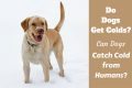 Do Dogs get colds written beside a yellow lab in snow
