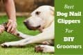 Best dog nail clippers written beside a labrador having nails clipped on grass