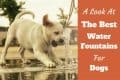 A look at the best water fountain for dogs written beside a yellow labrador puppy drinking from a fountain