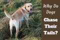 Why do dogs chase their tails written beside yellow lab with tail toward camera standing on grass
