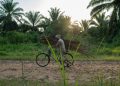 FILE - A man carries wood on his bicycle as he rides past a cemetery in Beni, Congo, Tuesday, July 16, 2019. (AP Photo/Jerome Delay, file)