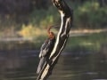 African darter