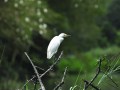 Birding