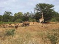Giraffe and rhino