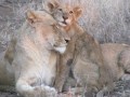 Lions