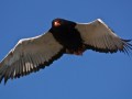 bateleur by Richard_Towell