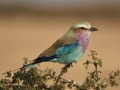 lilac breasted roller by Sergey Yeliseev