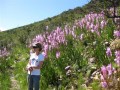 Fynbos Watsonias,Walking through Cape Fynbos ,Cape Winelands Walk