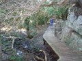 Walking Milkwood forest path,  Hermanus Walk