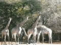 bushveld game walk