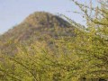 bushveld game walk, bushveld scenery